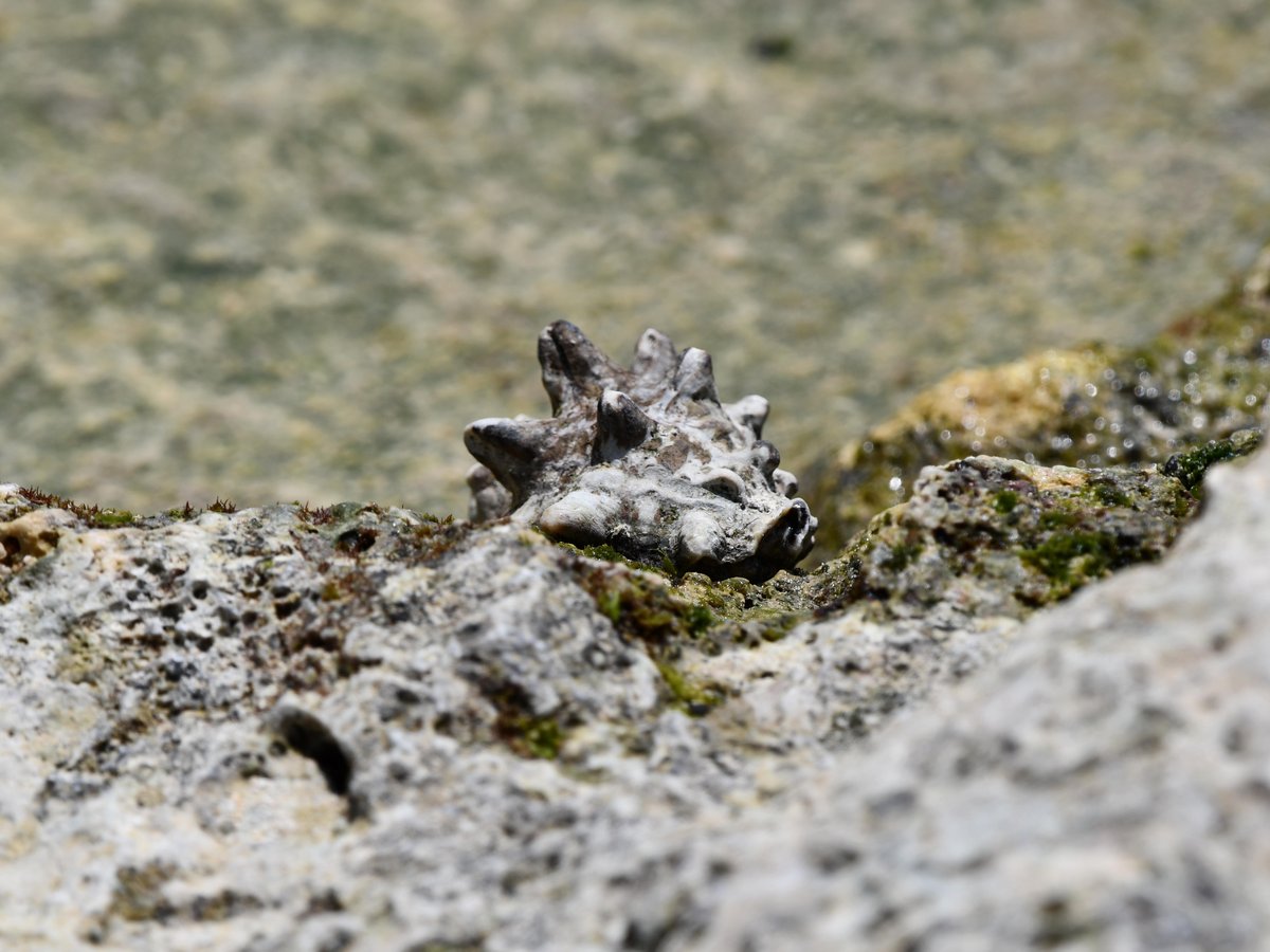 #33:
          Unidentified Mollusk, Okinawa.
          f/8 at 440mm - Shutter Speed: 1/500 - ISO 100: